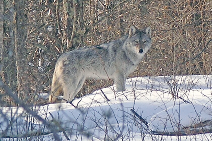 Gray Wolf Sightings in Northern Minnesota