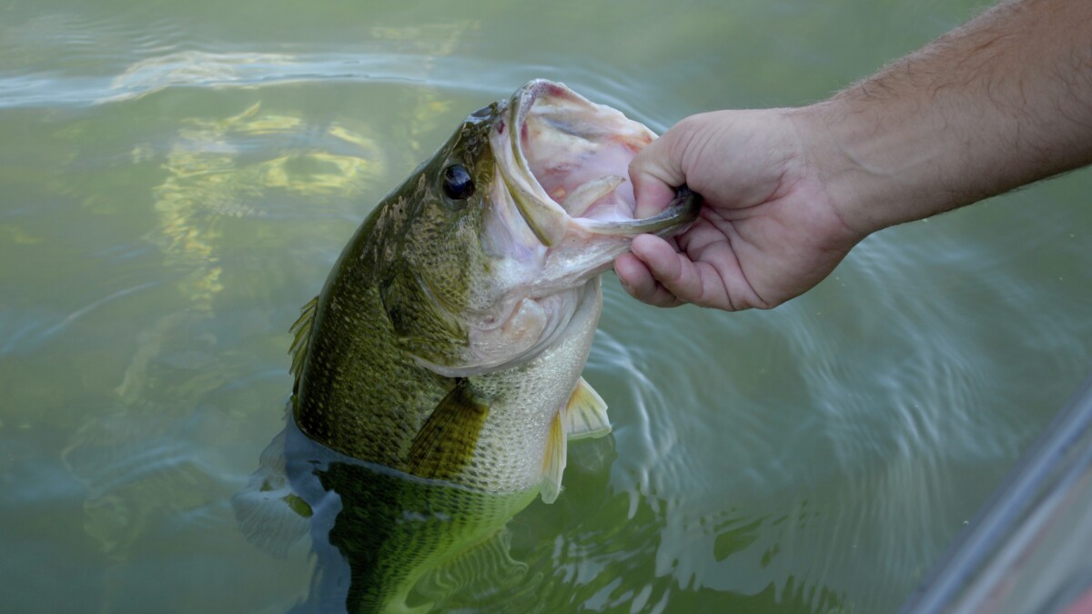 Minnesota DNR Eyeing Potential Year Round Bass Fishing Season 