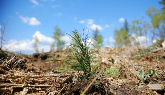 Minnesota DNR Celebrates 150 Years of Arbor Day, Plants 2 Million Seedlings
